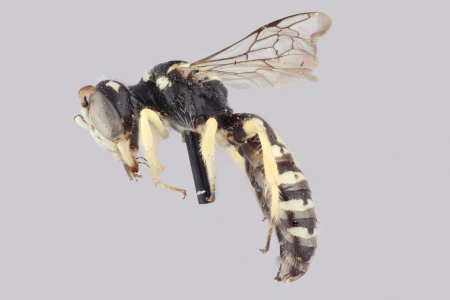 [Flavipanurgus kastiliensis male (lateral/side view) thumbnail]